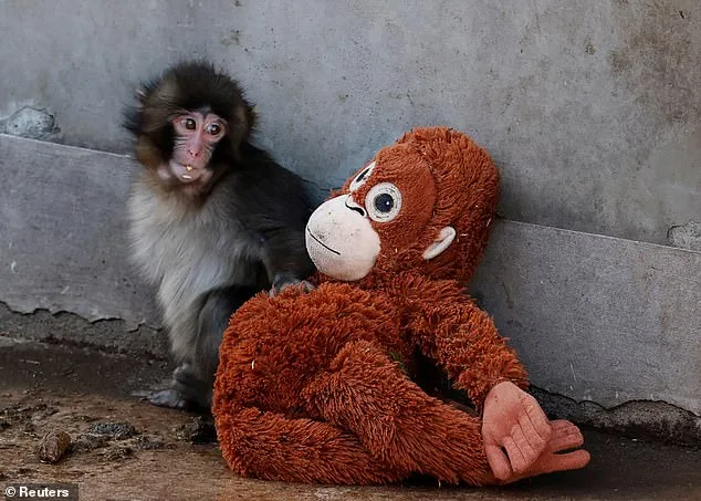 Cute Baby Monkey's Viral Photo of Abandonment Sparks Global Sympathy