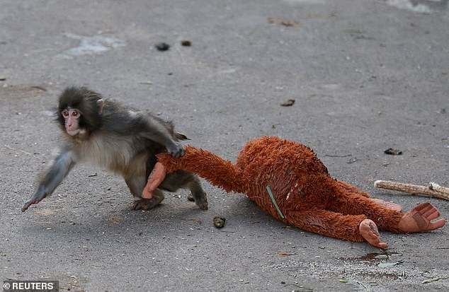 Cute Baby Monkey's Viral Photo of Abandonment Sparks Global Sympathy