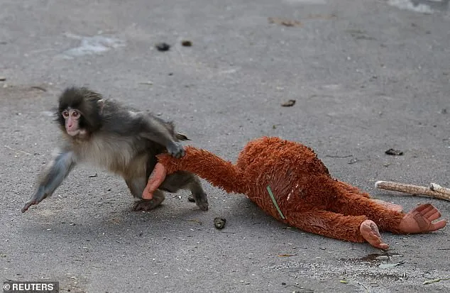 Cute Baby Monkey's Viral Photo of Abandonment Sparks Global Sympathy