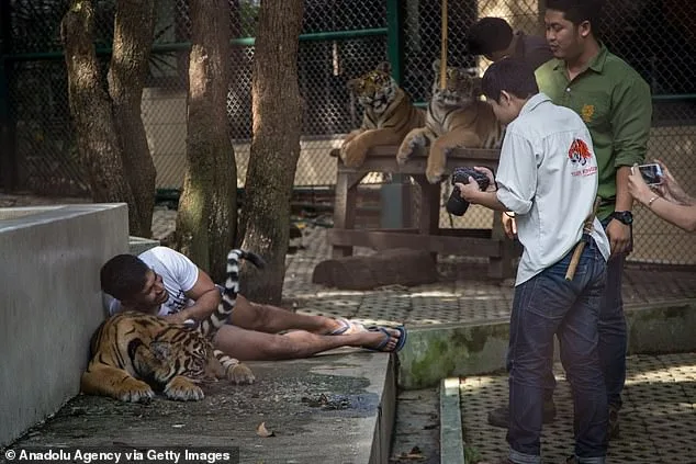 Thailand investigates canine distemper outbreak that killed 72 tigers at popular Chiang Mai attraction