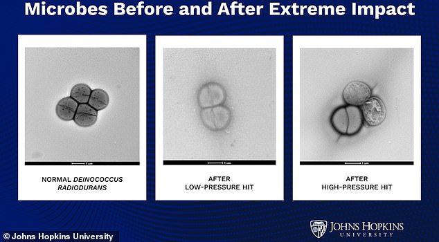 Asteroid Impacts Could Enable Microbes to Journey Between Planets, Study Finds
