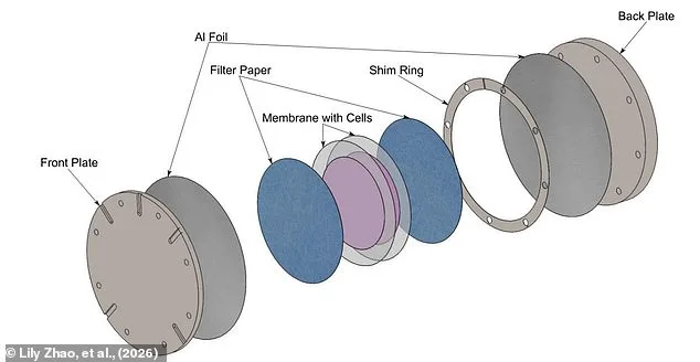 Asteroid Impacts Could Enable Microbes to Journey Between Planets, Study Finds