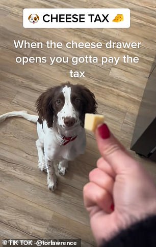 Veterinarians Warn: Viral Treat Trends Pose Obesity Risk for Dogs