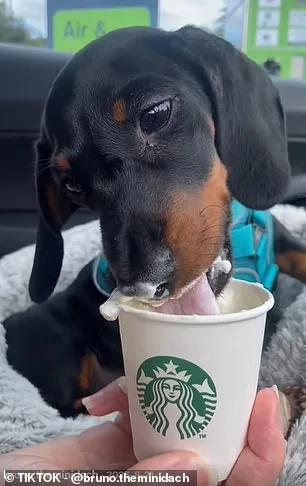 Veterinarians Warn: Viral Treat Trends Pose Obesity Risk for Dogs