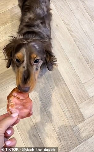 Veterinarians Warn: Viral Treat Trends Pose Obesity Risk for Dogs