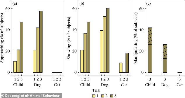 Study Shows Dogs Help Humans More Than Cats, Linked to Domestication History