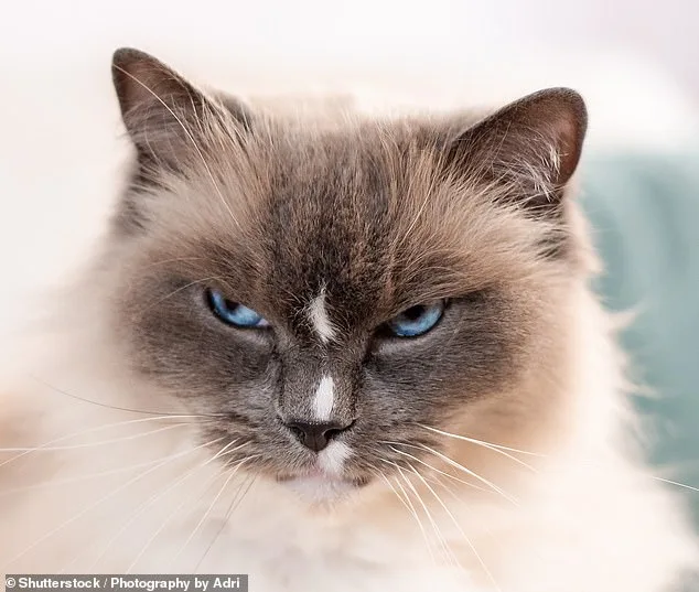 Study Shows Dogs Help Humans More Than Cats, Linked to Domestication History