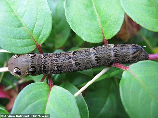 UK Gardeners Urged to Tolerate Caterpillar Damage to Help Save Declining Moth Populations