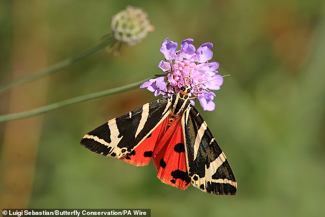 UK Gardeners Urged to Tolerate Caterpillar Damage to Help Save Declining Moth Populations