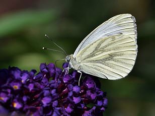 UK Gardeners Urged to Tolerate Caterpillar Damage to Help Save Declining Moth Populations