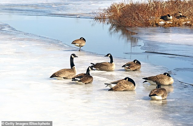 Mysterious Illness Claims Thousands of Birds Along New Jersey Coast, Officials Warn of Rapid Spread