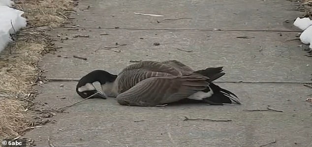 Mysterious Illness Claims Thousands of Birds Along New Jersey Coast, Officials Warn of Rapid Spread