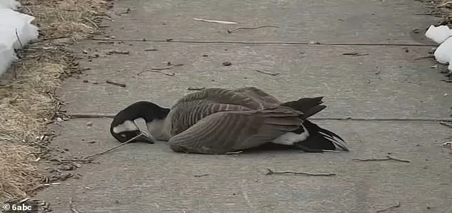 Mysterious Illness Claims Thousands of Birds Along New Jersey Coast, Officials Warn of Rapid Spread