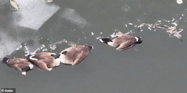 Mysterious Illness Claims Thousands of Birds Along New Jersey Coast, Officials Warn of Rapid Spread