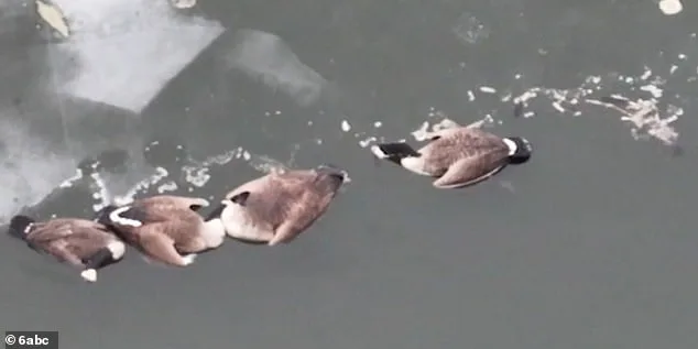 Mysterious Illness Claims Thousands of Birds Along New Jersey Coast, Officials Warn of Rapid Spread