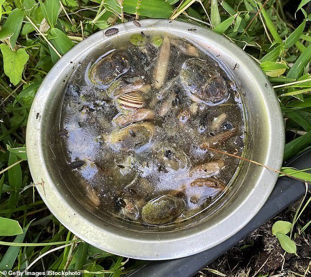 Britain faces 'Slugageddon' as record wet February fuels slug invasion in gardens