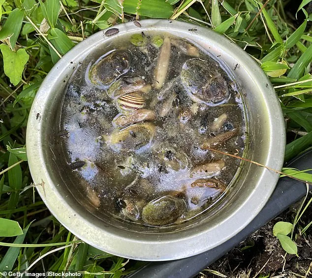 Britain faces 'Slugageddon' as record wet February fuels slug invasion in gardens
