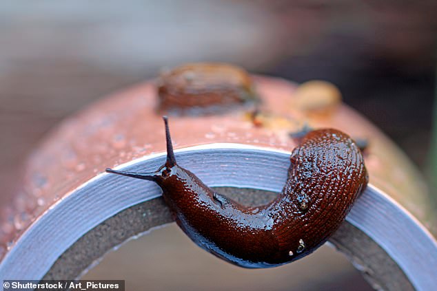 Britain faces 'Slugageddon' as record wet February fuels slug invasion in gardens
