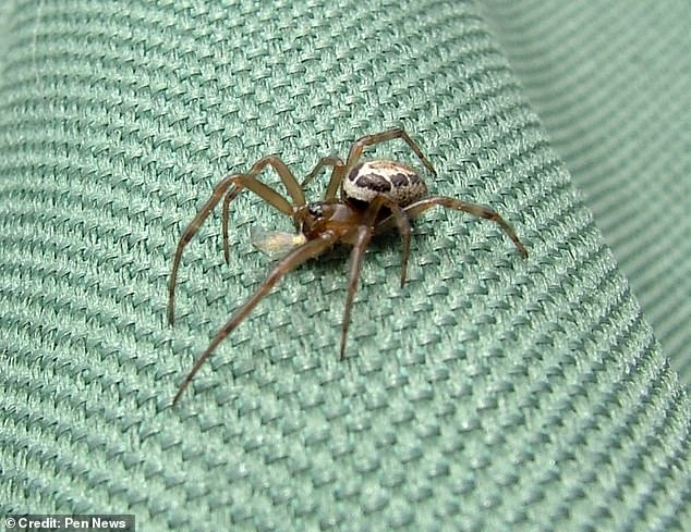 Coventry Man's Spider Bite Nearly Costs Him His Hand as UK Warns of Growing False Widow Threat