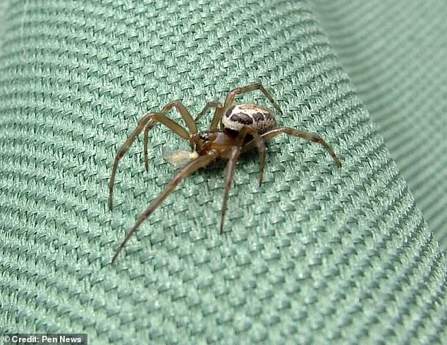 Coventry Man's Spider Bite Nearly Costs Him His Hand as UK Warns of Growing False Widow Threat