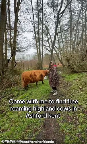 Viral Highland Cows Attract Throngs, Prompt Conservation Warnings