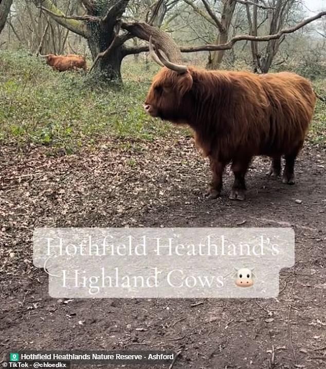 Viral Highland Cows Attract Throngs, Prompt Conservation Warnings
