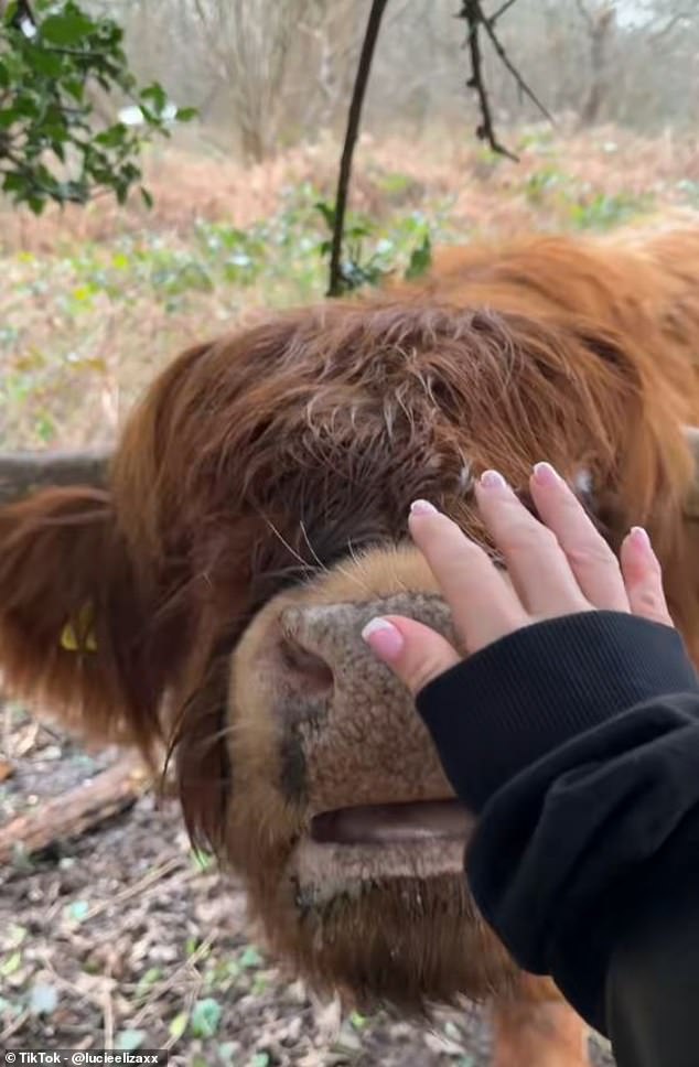 Viral Highland Cows Attract Throngs, Prompt Conservation Warnings