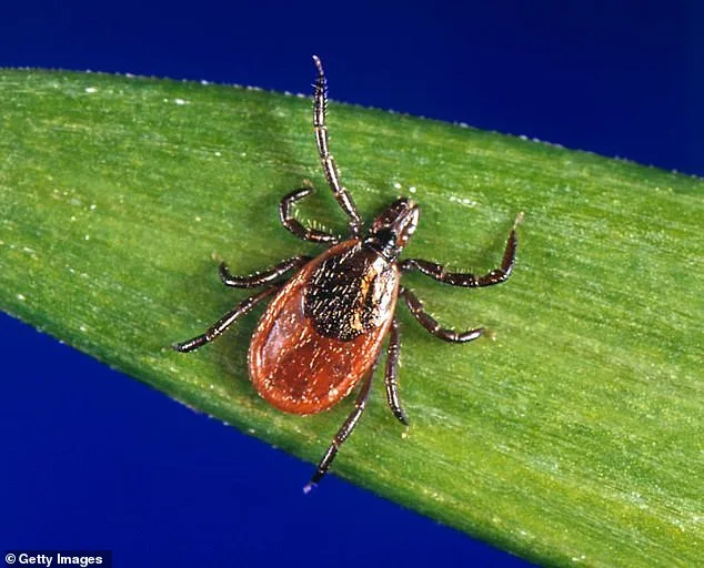 Nine-Year Dutchess County Study Shows Babesia Microti Surpassing Lyme Disease as Top Tick-Borne Threat