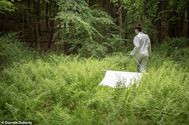 Nine-Year Dutchess County Study Shows Babesia Microti Surpassing Lyme Disease as Top Tick-Borne Threat