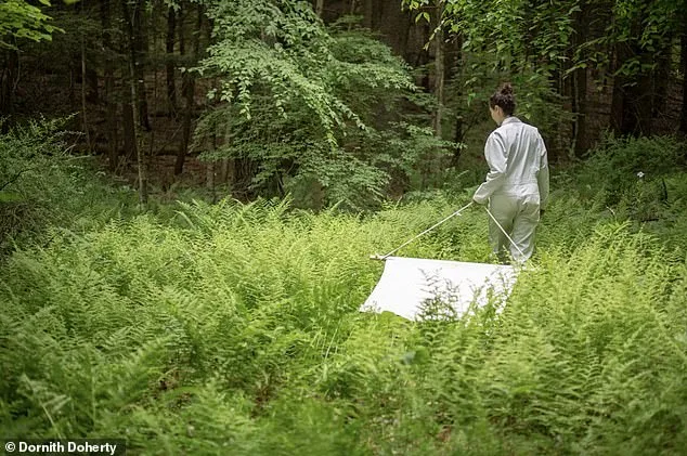 Nine-Year Dutchess County Study Shows Babesia Microti Surpassing Lyme Disease as Top Tick-Borne Threat