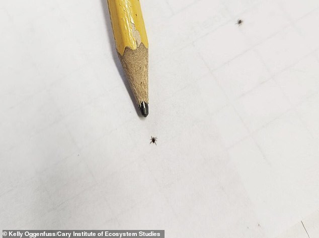 Nine-Year Dutchess County Study Shows Babesia Microti Surpassing Lyme Disease as Top Tick-Borne Threat