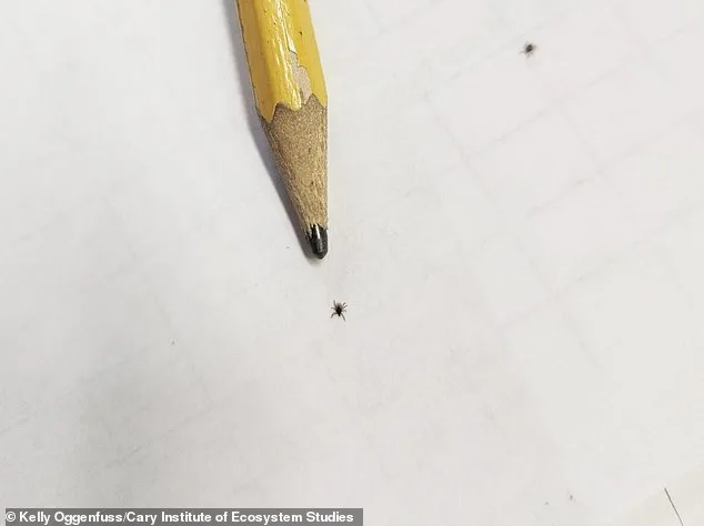 Nine-Year Dutchess County Study Shows Babesia Microti Surpassing Lyme Disease as Top Tick-Borne Threat