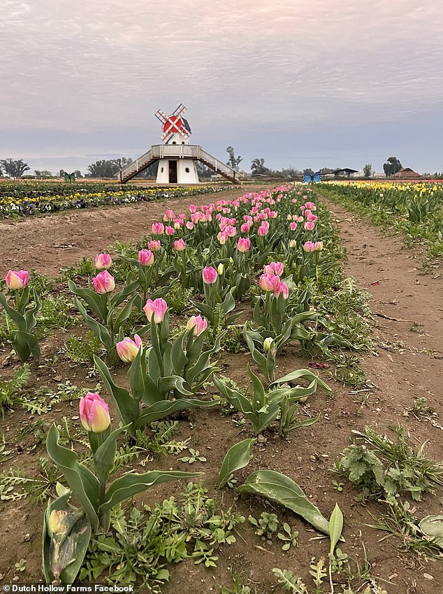 Dutch Hollow Farms' Spring Spectacle Turns to Chaos as Overcrowding and Social Media Fuel Tulip Trampling