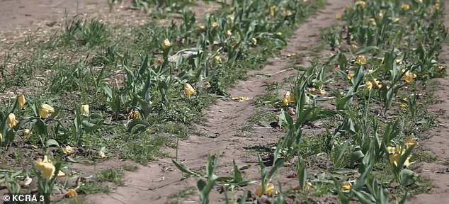 Dutch Hollow Farms' Spring Spectacle Turns to Chaos as Overcrowding and Social Media Fuel Tulip Trampling