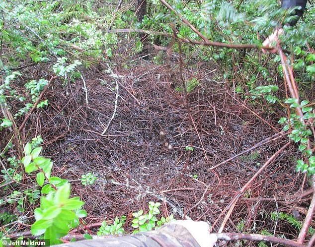 Eight 'Bigfoot' Sightings in Four Days Spark Unprecedented Surge in Ohio