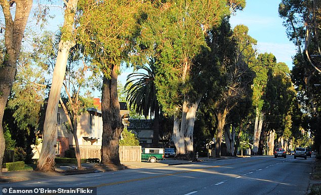 Burlingame's Iconic 'City of Trees' Under Threat as Caltrans Clears Historic Eucalyptus Canopy Along El Camino Real