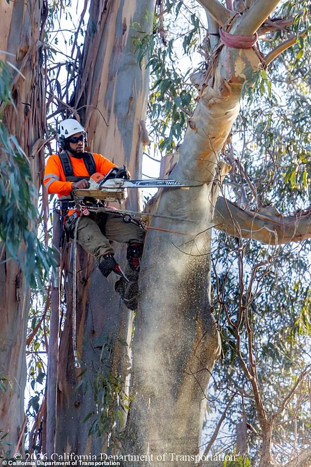 Burlingame's Iconic 'City of Trees' Under Threat as Caltrans Clears Historic Eucalyptus Canopy Along El Camino Real
