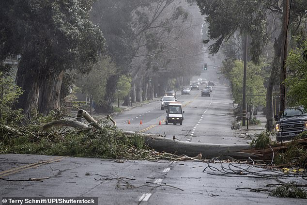 Burlingame's Iconic 'City of Trees' Under Threat as Caltrans Clears Historic Eucalyptus Canopy Along El Camino Real