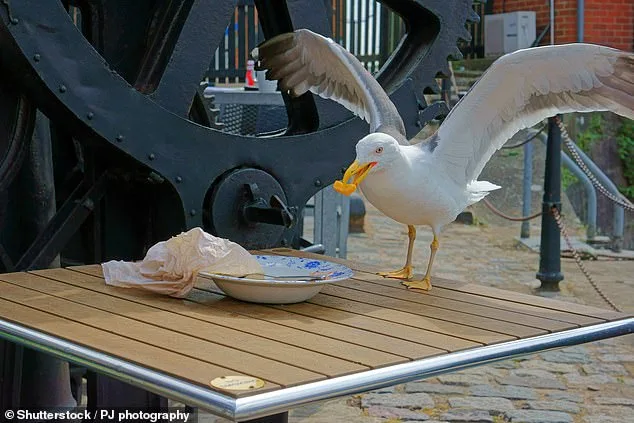New Jersey Father's Seagull Decapitation Plea Sparks Debate on Animal Rights and Legal Boundaries