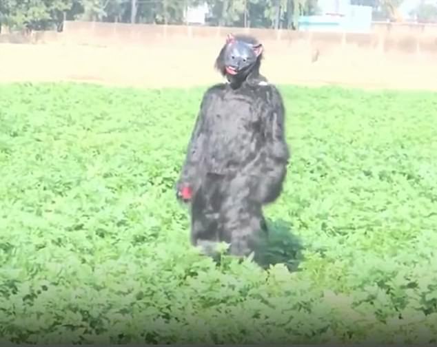 Desperate Farmers in Uttar Pradesh Dress as Bears to Scare Monkeys