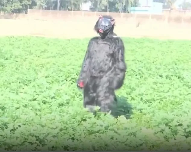 Desperate Farmers in Uttar Pradesh Dress as Bears to Scare Monkeys