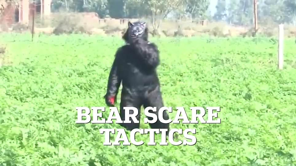 Desperate Farmers in Uttar Pradesh Dress as Bears to Scare Monkeys