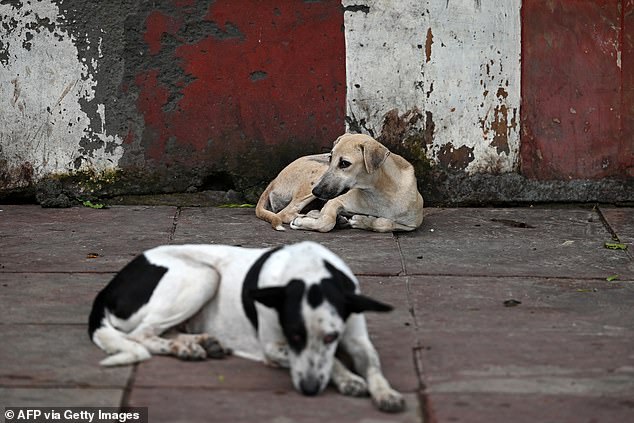 India's Stray Dog Confinement Sparks Health Risk Debate Amid Supreme Court Directive