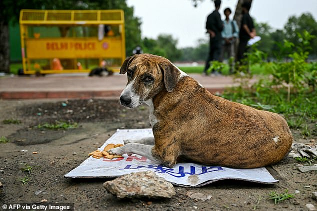 India's Stray Dog Confinement Sparks Health Risk Debate Amid Supreme Court Directive