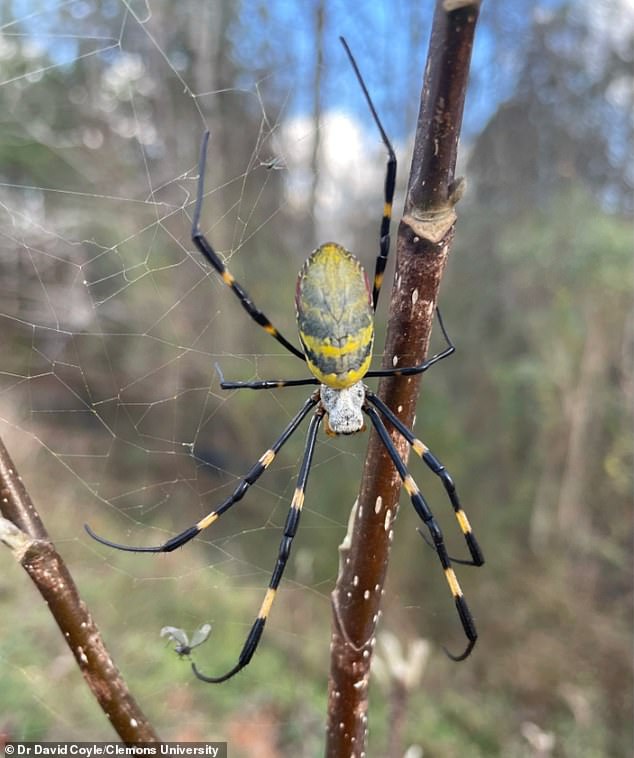 Invasive Joro Spiders Resurge Across U.S., Spreading Rapidly and Raising Ecological Concerns