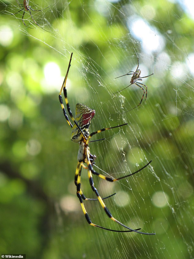 Invasive Joro Spiders Resurge Across U.S., Spreading Rapidly and Raising Ecological Concerns
