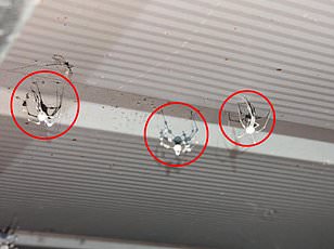 Invasive Joro Spiders Resurge Across U.S., Spreading Rapidly and Raising Ecological Concerns