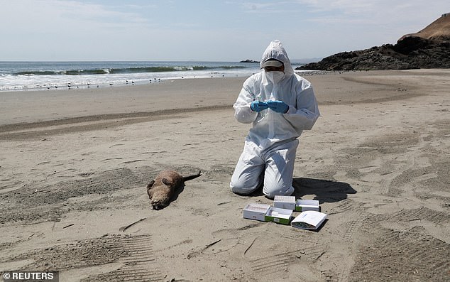 Deadly Bird Flu Spreads to Marine Mammals in California for First Time, Health Officials Warn