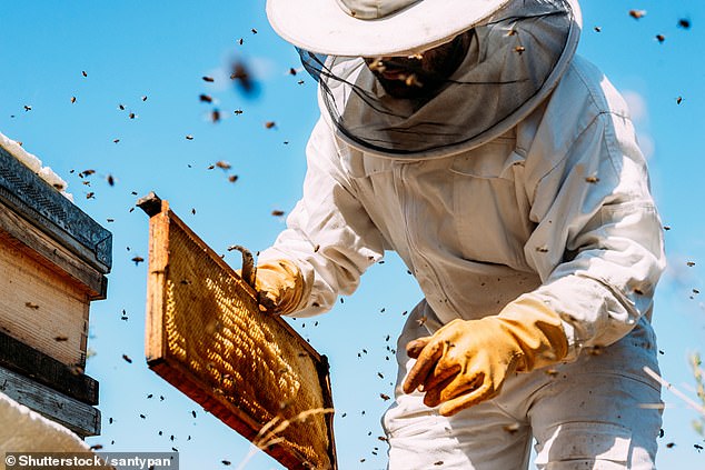 Hidden Crisis: British Honey Contaminated with Prescription Drugs from Biosolids