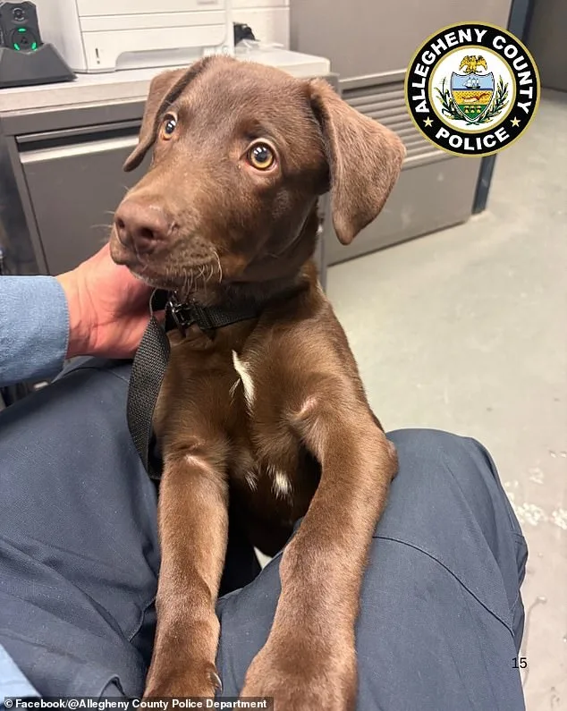Man Charged with Animal Cruelty After Abandoning Distressed Puppy at Pittsburgh Airport